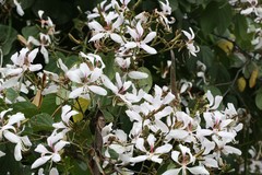 Bauhinia variegata
